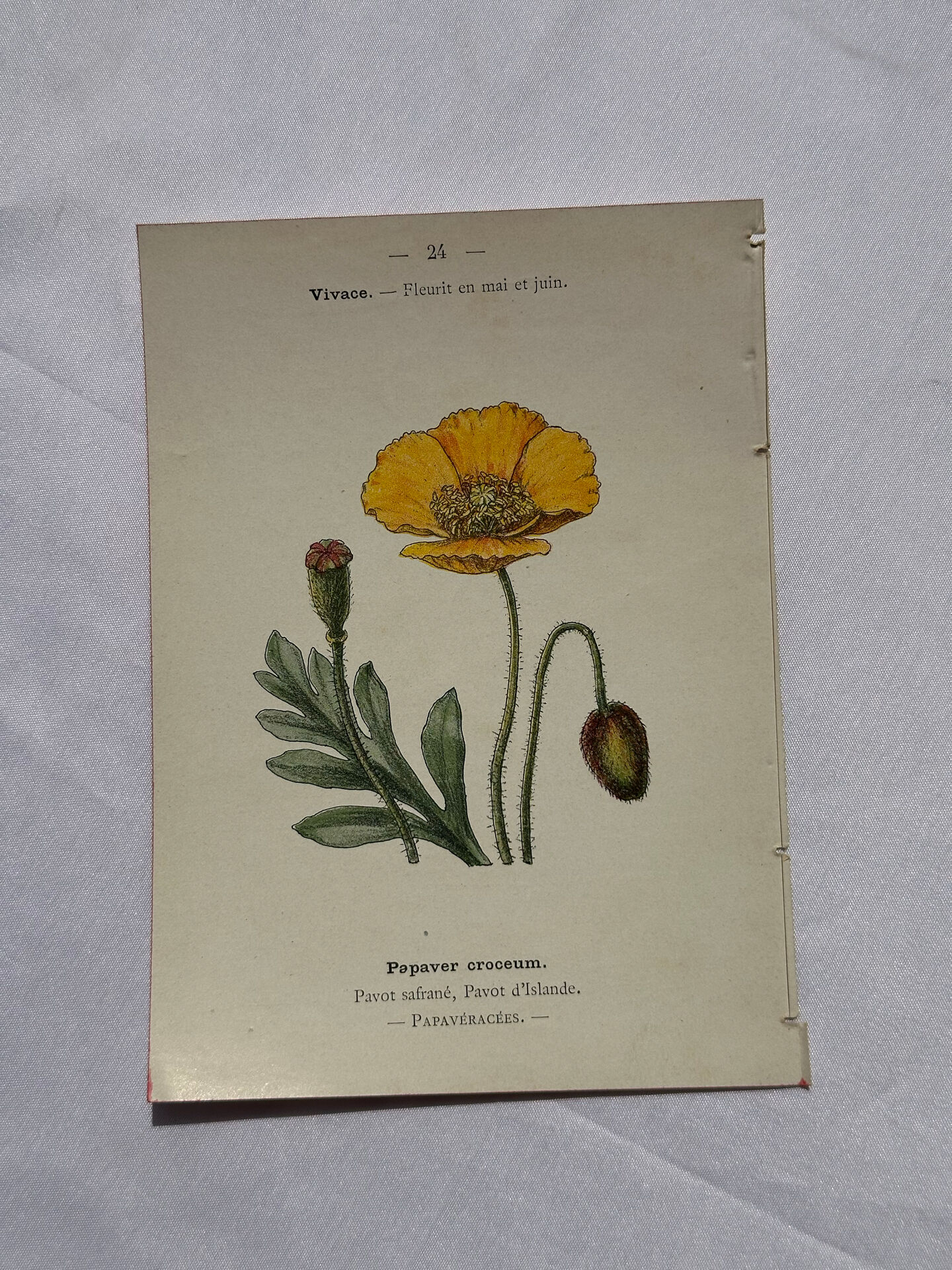 Botanical plate floral engraving naturalist 1800 double-sided
