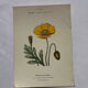 Botanical plate floral engraving naturalist 1800 double-sided