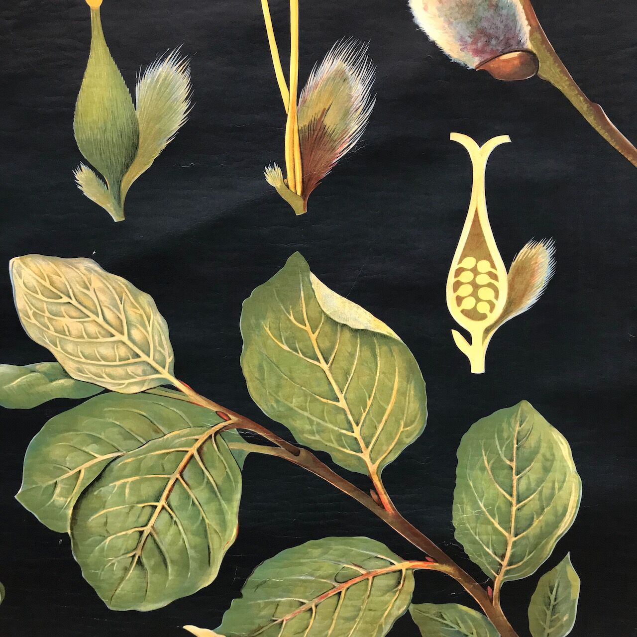 Saule d’affiche de cru en 1961