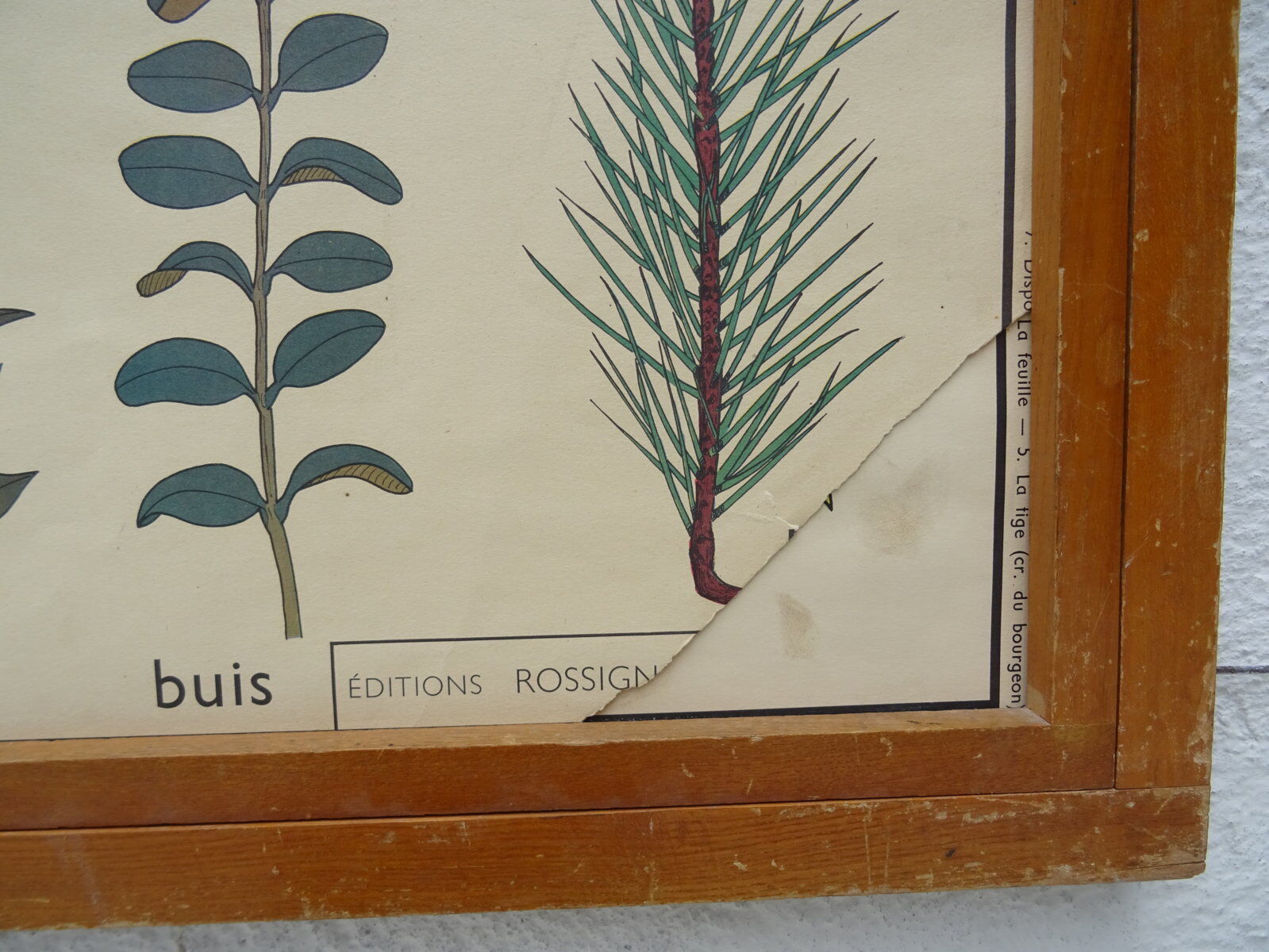 Set of 10 Rossignol posters on plants with frame