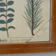 Set of 10 Rossignol posters on plants with frame