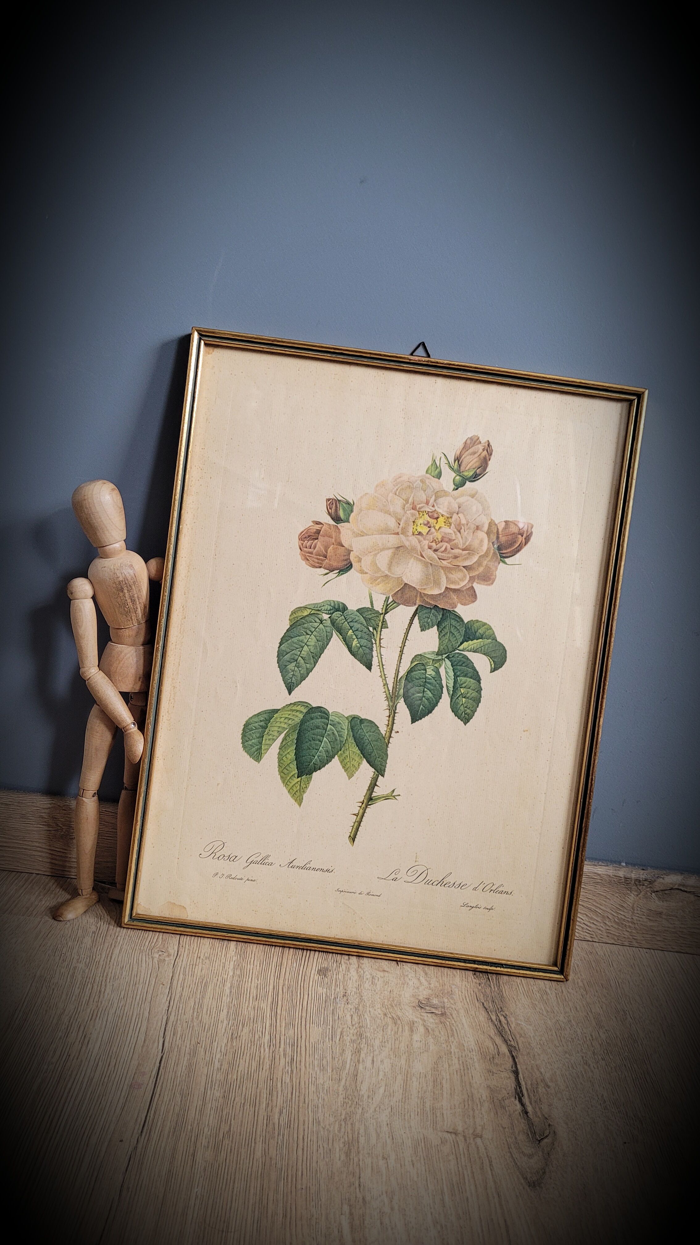 Litho Rosier Duchesse Orléans