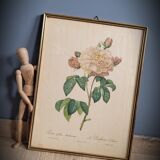 Litho Rosier Duchesse Orléans