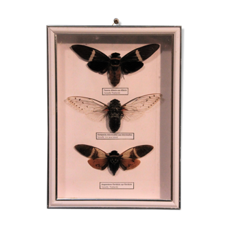 Frame box "Asian Cigales"