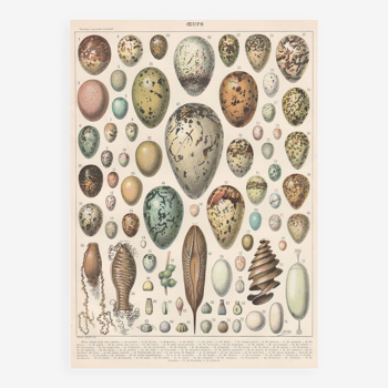 Lithograph plate on eggs 1900