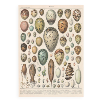 Planche lithographie sur les œufs 1900