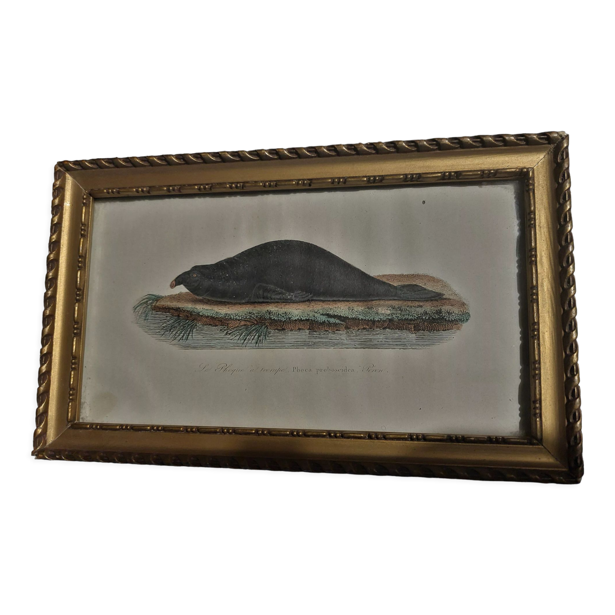 Animal engraving XIXth framed