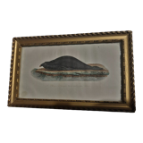 Animal engraving XIXth framed