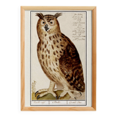 Petite affiche sur le grand duc, d’après une gravure ancienne de 1610.