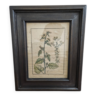 Framed botanical board