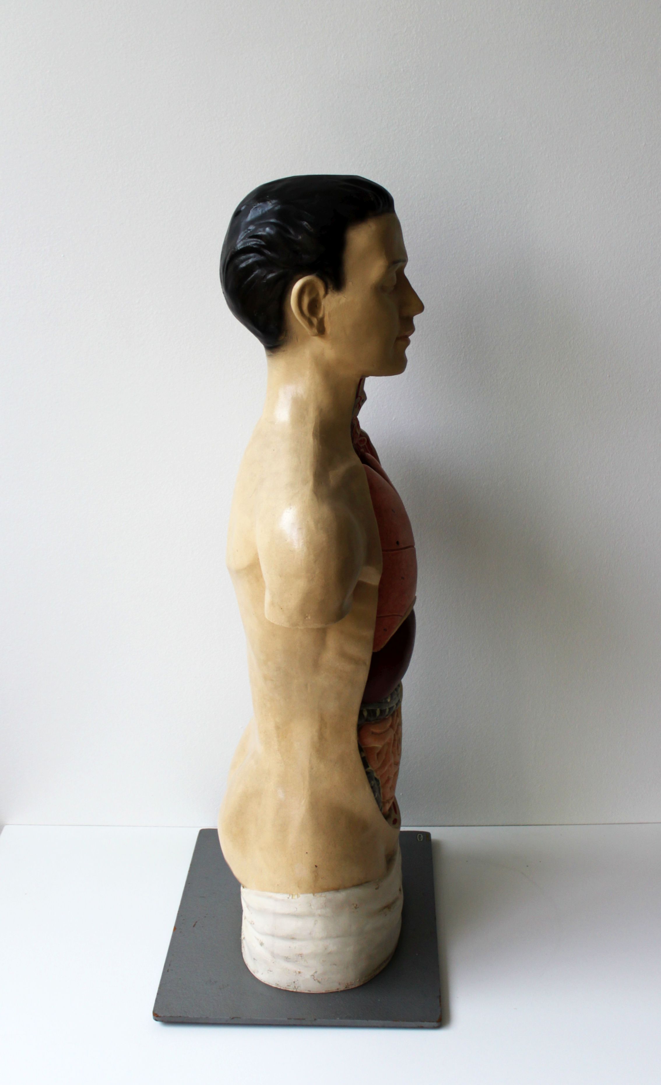Vintage anatomical model, by Phywe, 50's.