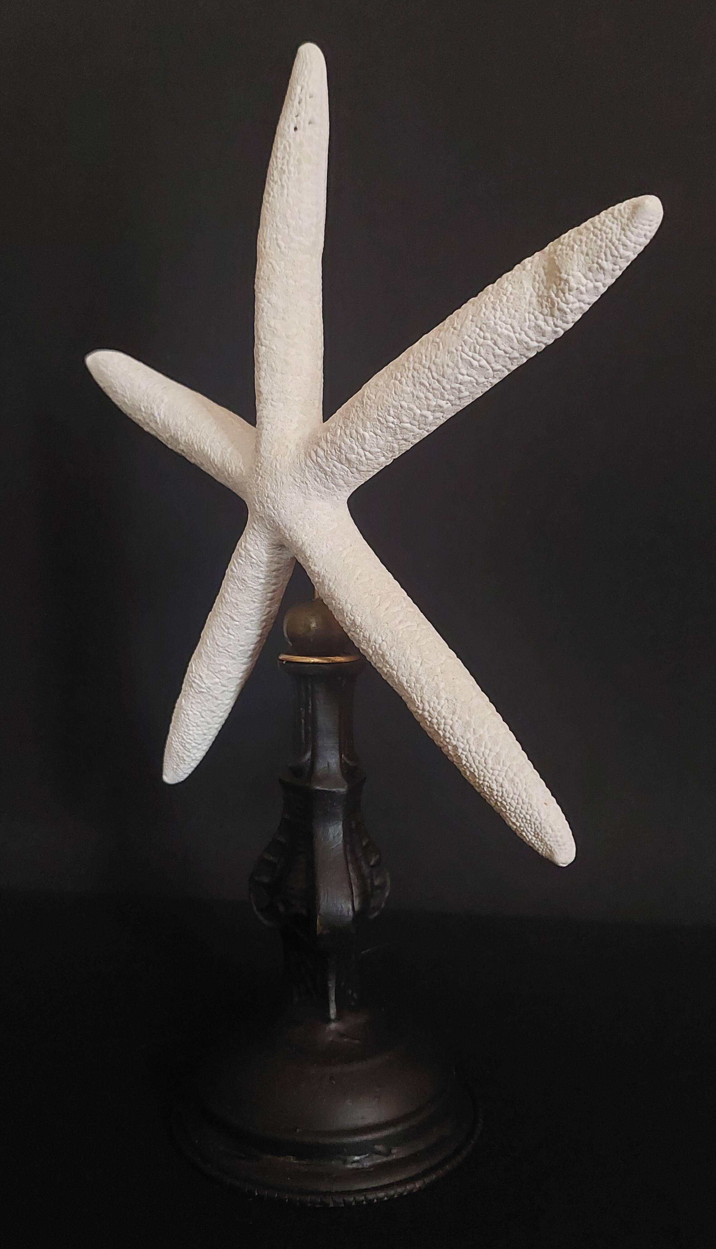 Cabinet of Curiosities white starfish Linckia laevigata on base