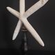 Cabinet of Curiosities white starfish Linckia laevigata on base