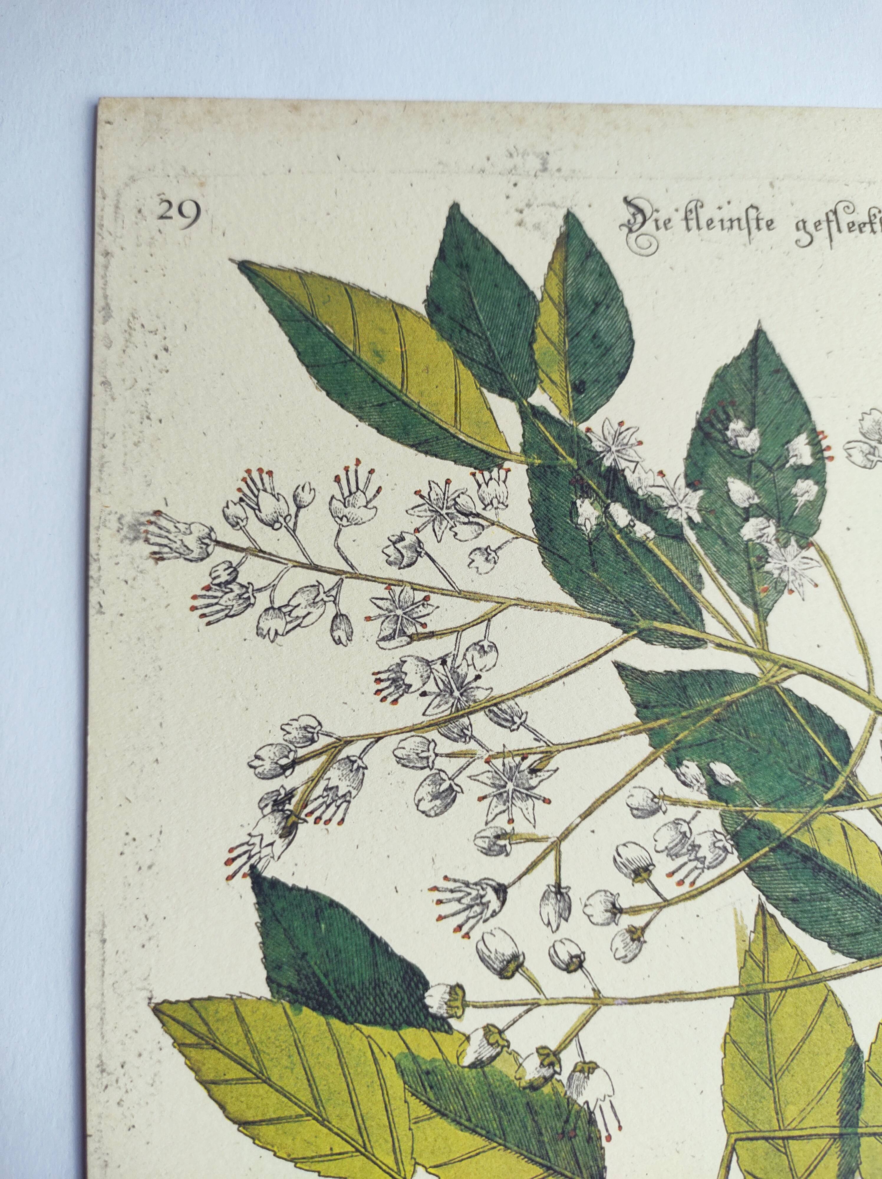 Antique bird engraving - Small Turtle Dove - Zoological plate by Seligmann