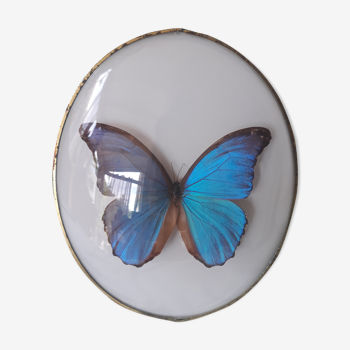 Butterfly framed oval frame bulging morpho