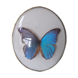 Papillon encadré cadre ovale bombé morpho