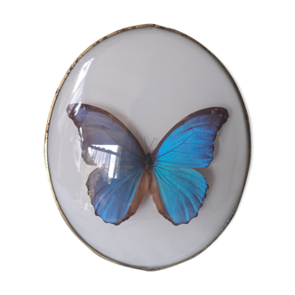 Papillon encadré cadre ovale bombé morpho
