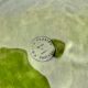 Salad bowl slurry Costa Pereira Portugal cabbage leaves