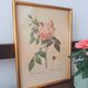 Botanical board Pj Redoute