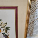 Lithograph Birds on a branch in gilded frame