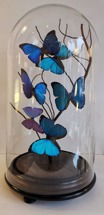 Papillons Morpho sous globe verre