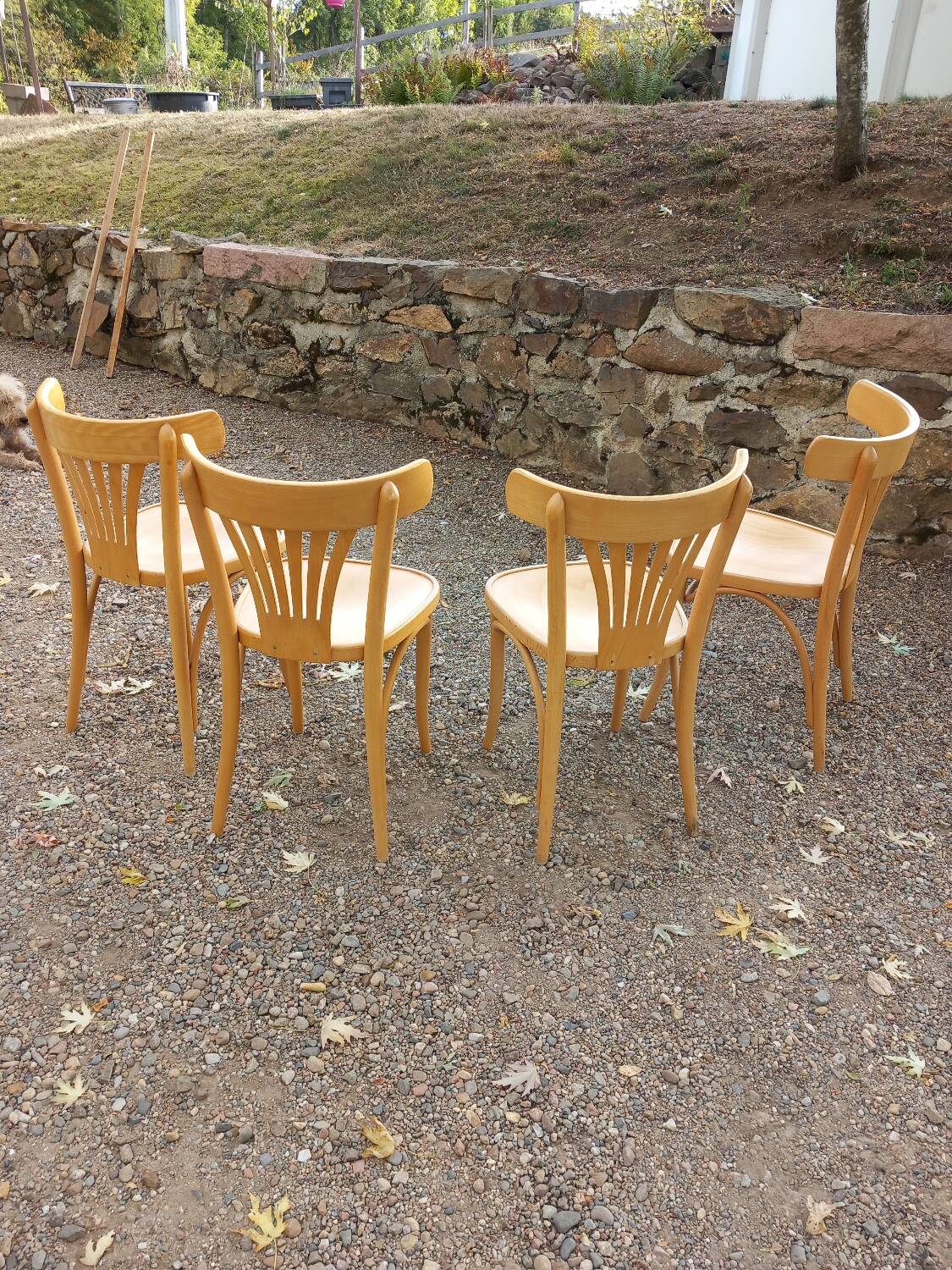 4 bistro chairs in solid blond wood, Fischel style