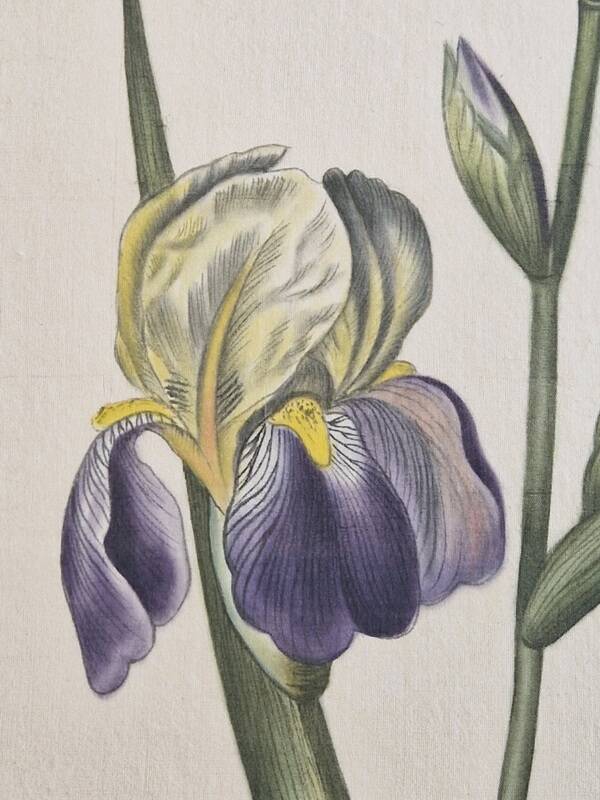 La Roche Laffitte (Born in 1943) - Watercolour drawing on silk - Iris