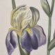 La Roche Laffitte (Born in 1943) - Watercolour drawing on silk - Iris