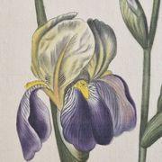 Dessin à l'aquarelle sur soie - Iris - La Roche Laffitte (Né en 1943)