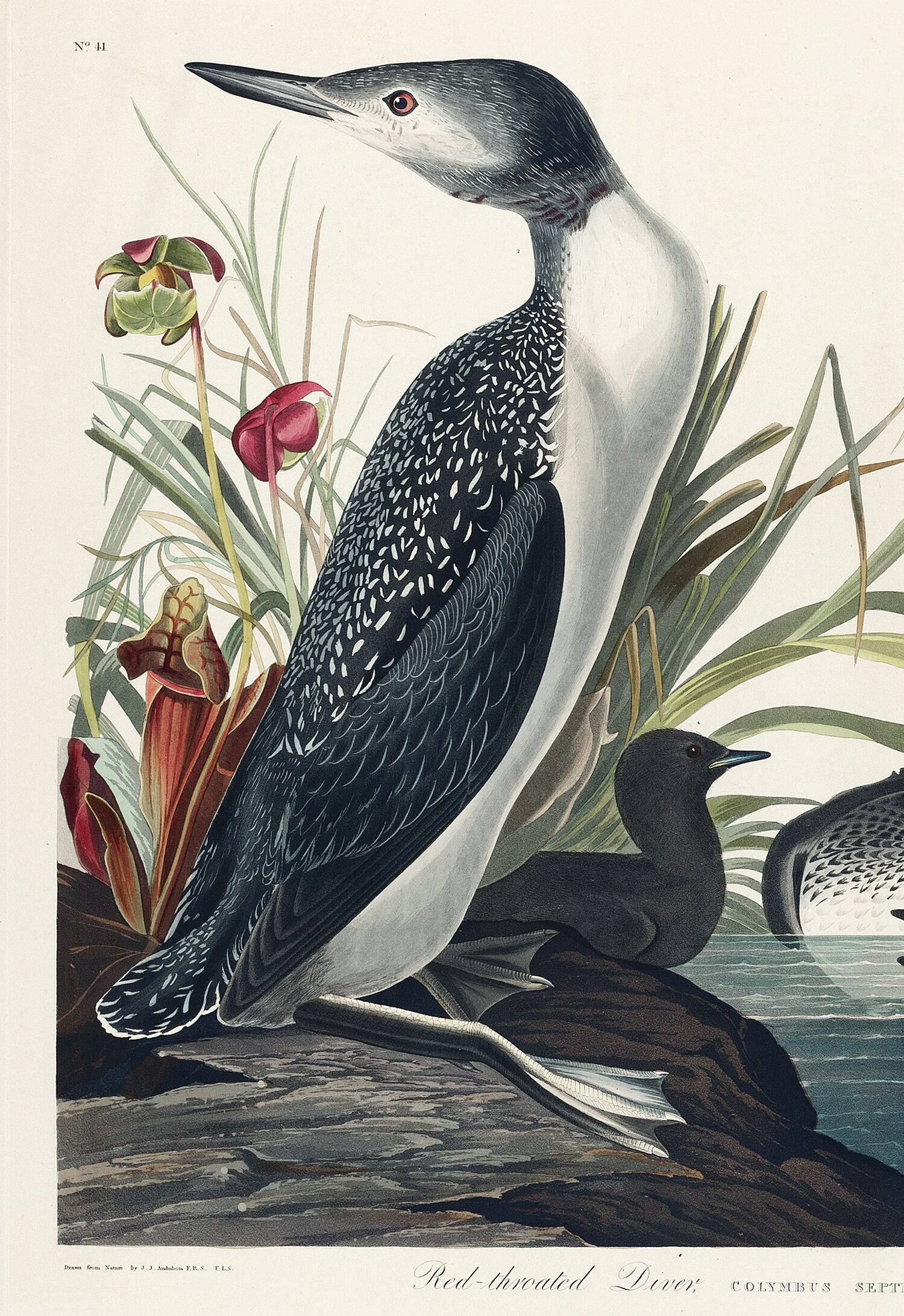 Poster about the Catmarin Diver, based on an old engraving from 1827.