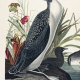 Poster about the Catmarin Diver, based on an old engraving from 1827.