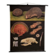 Educational poster mounted THE HEDGEHOG