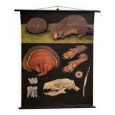 Educational poster mounted THE HEDGEHOG