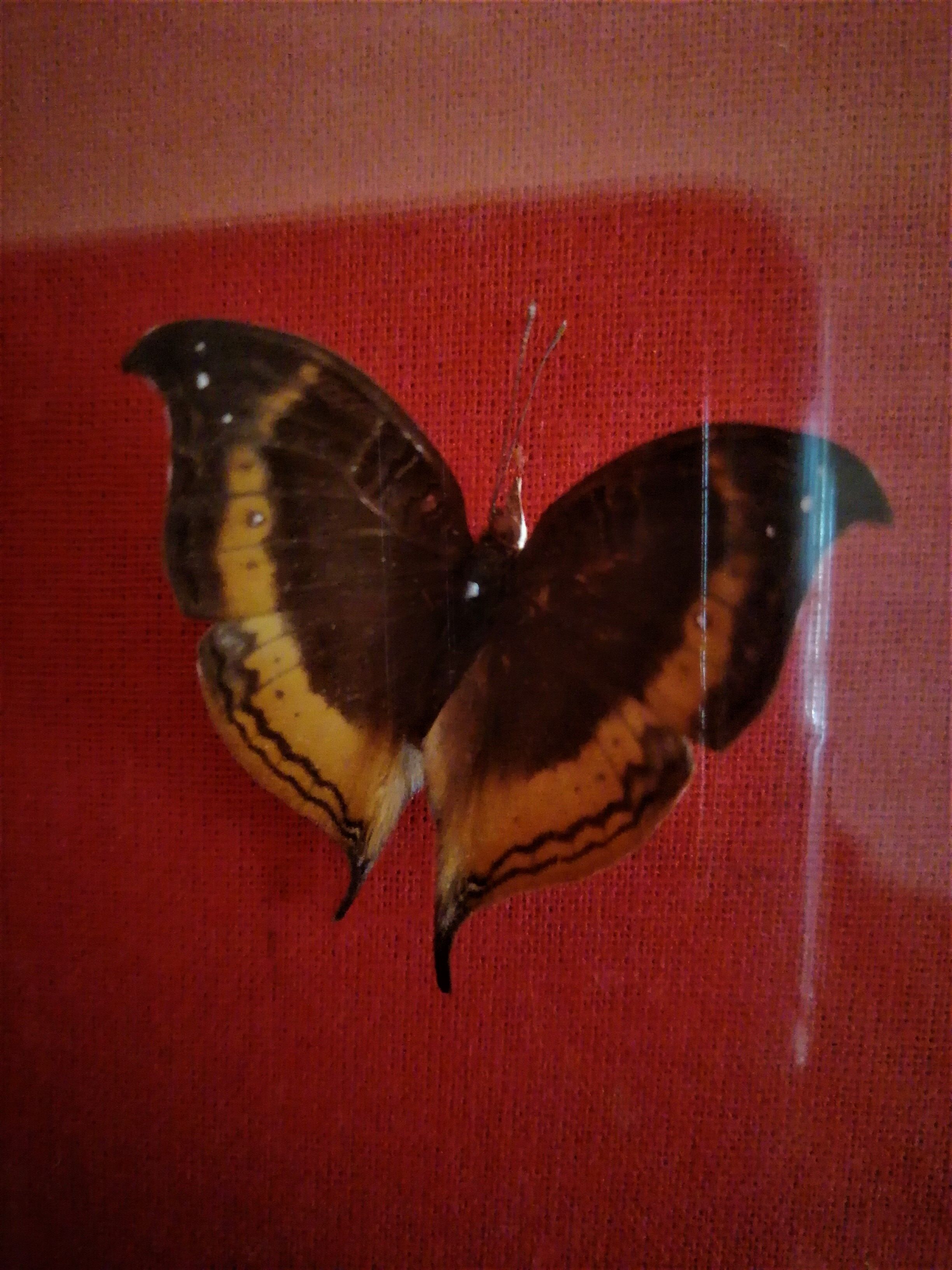 Curiosity, entomology, taxidermy, 9 butterflies