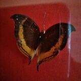 Curiosity, entomology, taxidermy, 9 butterflies