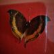 Curiosité, entomologie, taxidermie, 9 papillons