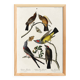 Poster about the Flycatchers, based on an old engraving from 1827.