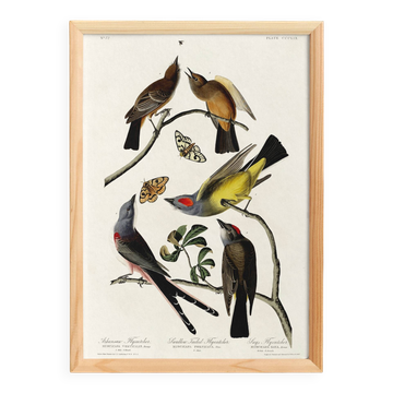 Poster about the Flycatchers, based on an old engraving from 1827.