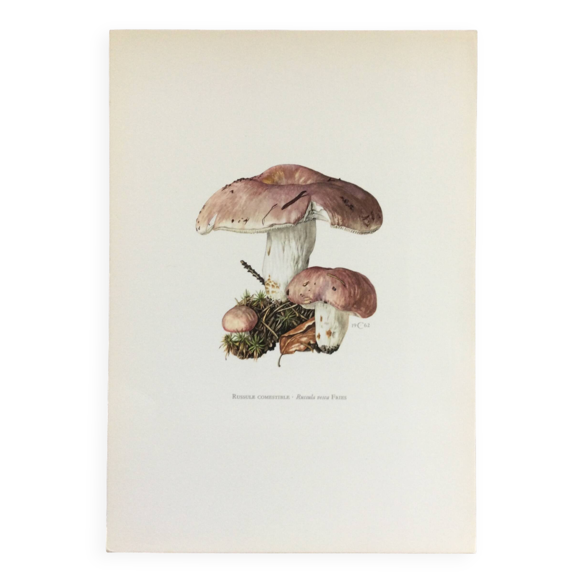 Botanical Illustration Mushrooms Russula Vintage Print 60s