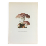 Botanical Illustration Mushrooms Russula Vintage Print 60s