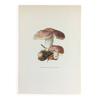 Botanical Illustration Mushrooms Russula Vintage Print 60s