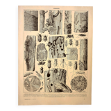 Antique engraving 1928 A. Millot - Wood-boring insects 1, damage to trees