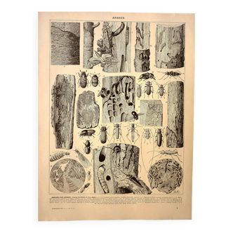 Antique engraving 1928 A. Millot - Wood-boring insects 1, damage to trees