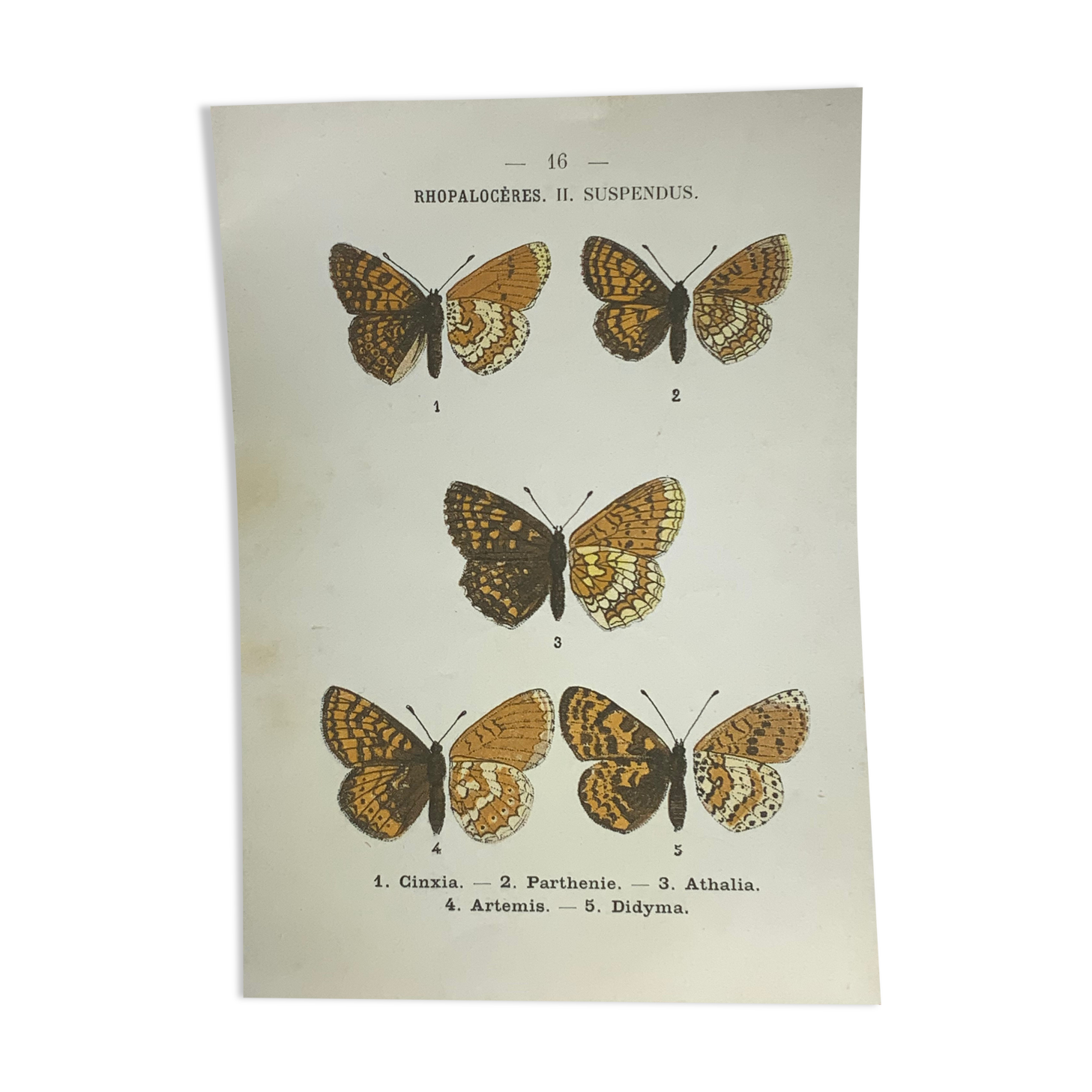Vintage botanical plate antique butterfly engraving 1903 double-sided G. Denise