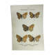 Vintage botanical plate antique butterfly engraving 1903 double-sided G. Denise