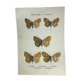 Vintage botanical plate antique butterfly engraving 1903 double-sided G. Denise