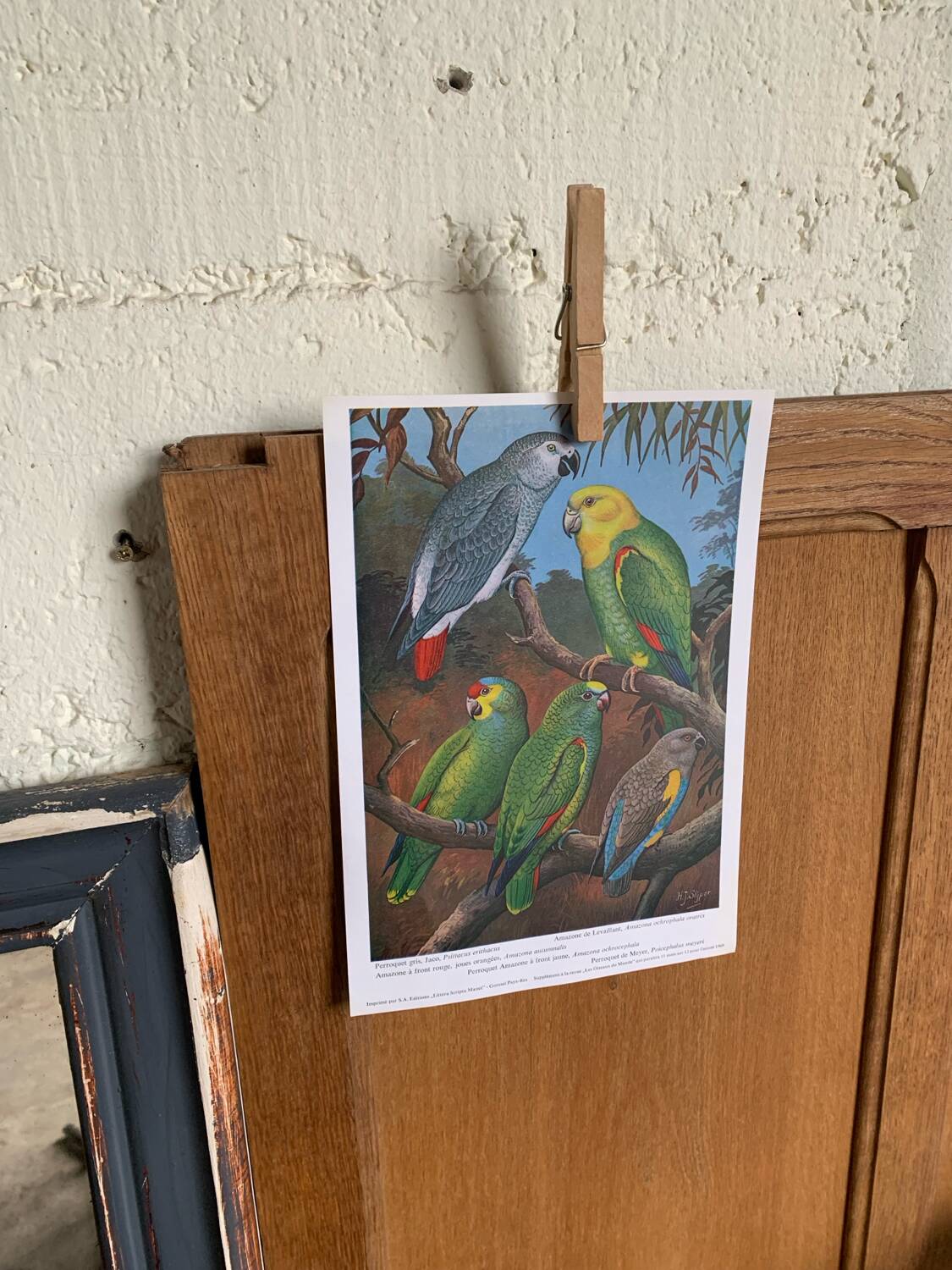 Poster "The Birds of the World" - 1969