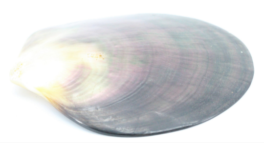 Empty Pocket Seashell Mother Of Pearl Selency