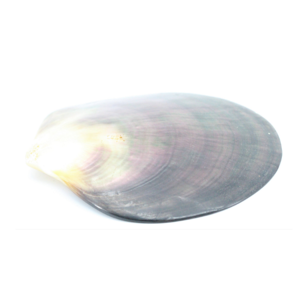 Empty Pocket Seashell Mother Of Pearl Selency Empty Pocket Seashell Mother Of Pearl Selency