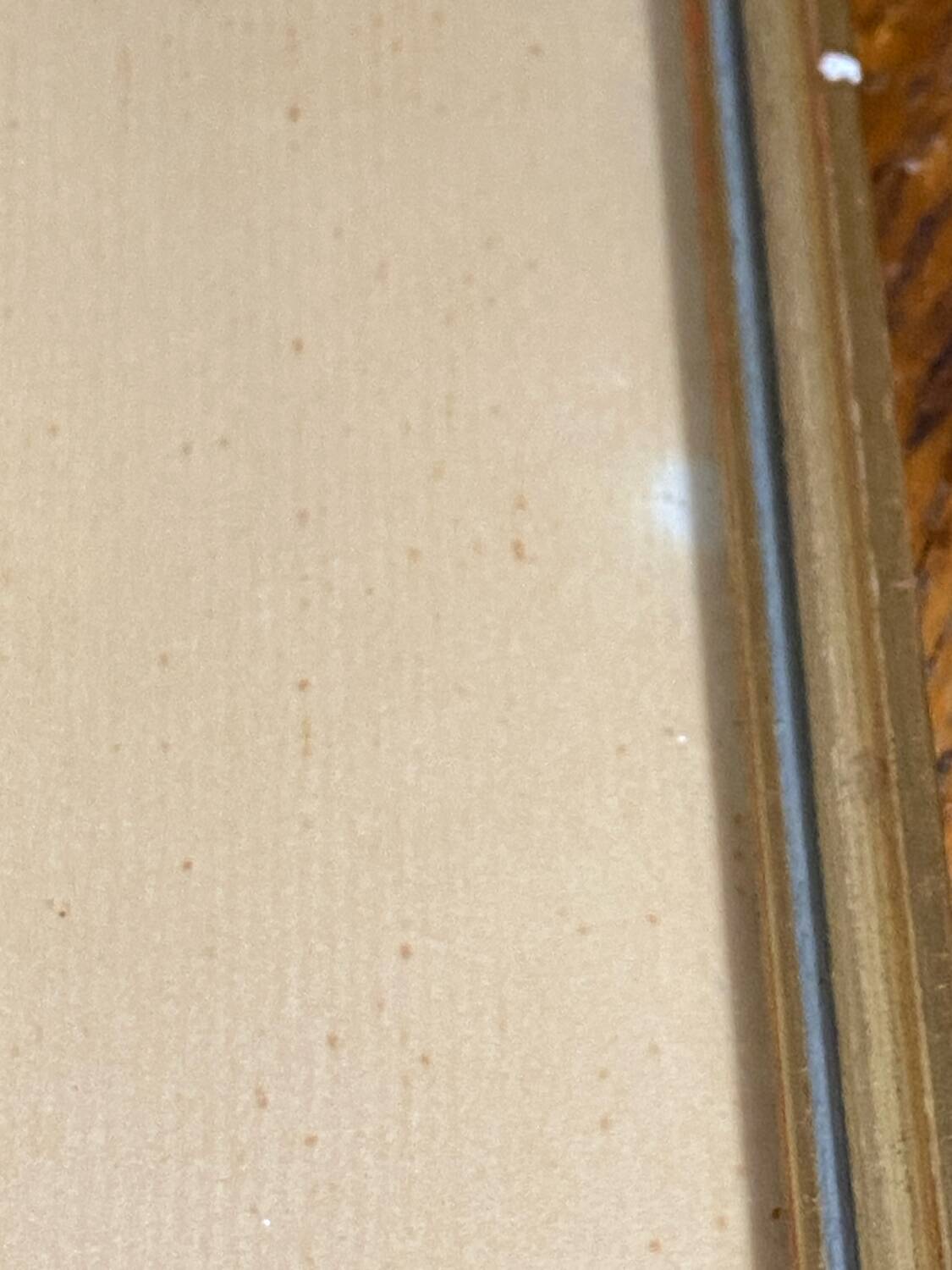 Framed botanical poster, rose bush